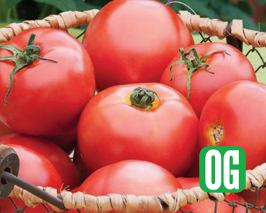 New Girl Hybrid Tomato Seeds
